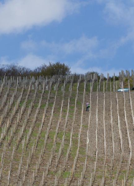 Weingut & Gaestehaus Schmitz-Bergweiler Commune fusionnée de Commune fusionnée de Bernkastel-Kues Extérieur photo